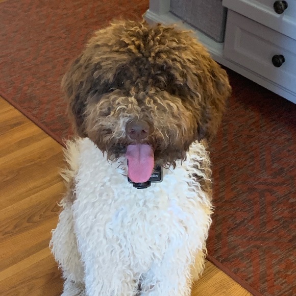 Meet your Posher, Laura - Picture 1 of 1